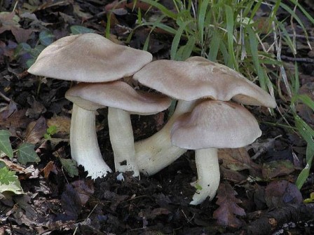   Entoloma sinuatum (Rhodophyllus sinuatus)